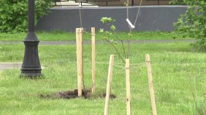В Шадринске стартовали сезон озеленения города (2025-05-20)