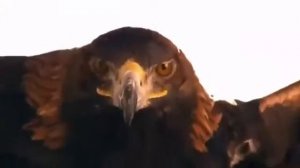 Песня Казахстана Ас салам Алейкум