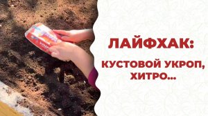 Наш человек умён, находчив. Изобрёл кустовой укроп!