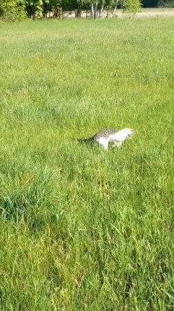 Котенок ловит сверчков на лугу