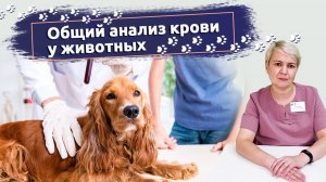 Общий анализ крови у животных