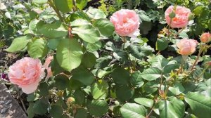 Rosa Princesse Charlene De Monaco  ч/г, (Meilland Richardier Франция, 2011), 27 авгус