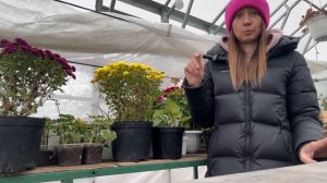 ХРИЗАНТЕМА МУЛЬТИФЛОРА как бизнес||где зимовать маточ