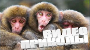 Подборка смешных видео и приколов Лучшие ПРИКОЛЫ 2025