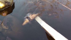 VID_20250417_063156.mp4