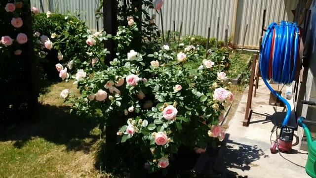 Обзор. Плетистая роза "Pierre de Ronsard" (Пьер де Ронсар) смотреть онлайн