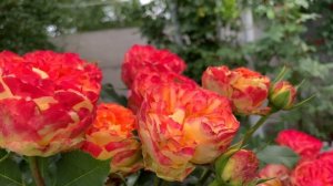 Роза Вулканика (Rose Vulcanica)  г. Киев 29 июня 2024 г.