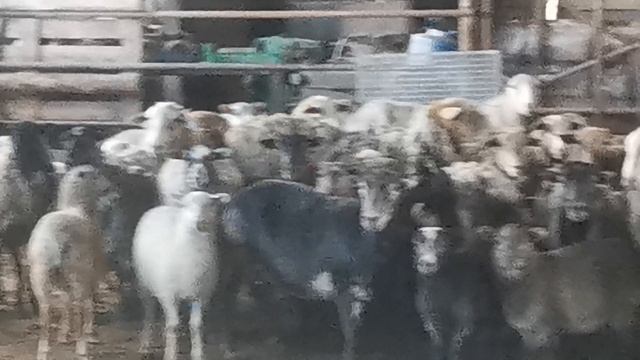 овцы
