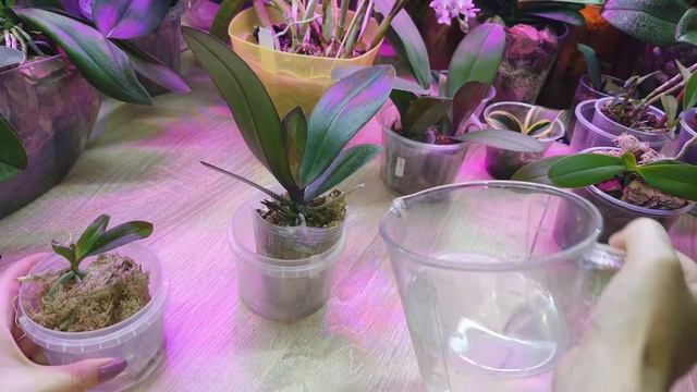 Распаковка новых подростков орхидеи Фаленопсис. Перв? смотреть онлайн