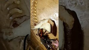 девятерик прилетел в гости на чай с печеньками.