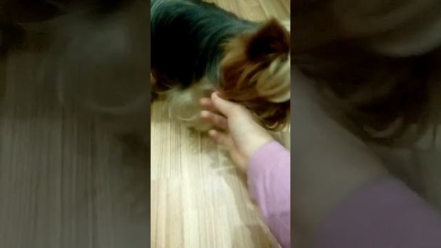 ящик моей СОБАКИ смотреть онлайн