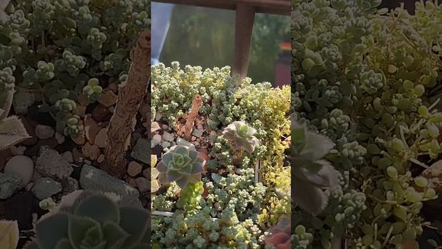 Утро, солнце и мои суккуленты на балконе! 15 августа 2024 ? смотреть онлайн