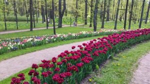 Гатчина 20.05.25.