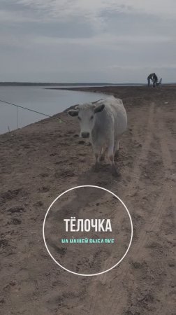 Телочка на рыбалке. Рыбачим в  день победы 9 мая