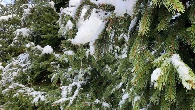 НОВОГОДНЕЕ ОФОРМЛЕНИЕ НА КРАСНОЙ ПОЛЯНЕ❄️НОВОГОДНИ? смотреть онлайн