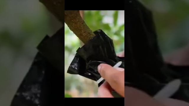 Укореняем  100%  рододендроны и любой экзот!Без тепличек