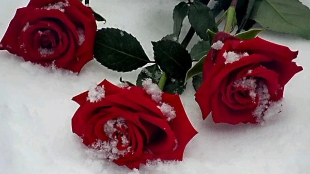 Розы на снегу (Новинка-2025) смотреть онлайн