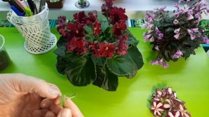 Размножение фиалок химер цветоносами! Показываю как у