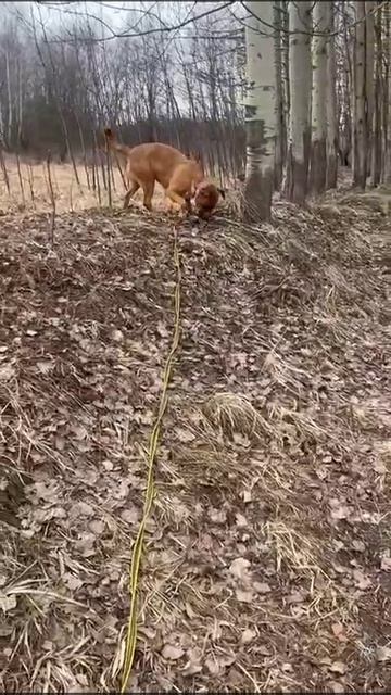 rutube.ru