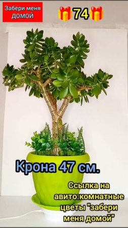 🎁74🎁Денежное дерево 🌳