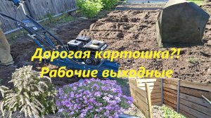 Дорогая картошка?! Как оценить🤔. Ящик для травы. Избавляемся от рассады.Цветы, цветы и опять цветы