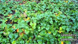 КАК ПОДГОТОВИТЬ КЛУБНИКУ К ЗИМЕ. 4 важных мероприятия,