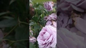 сочетание роз холодных оттенков