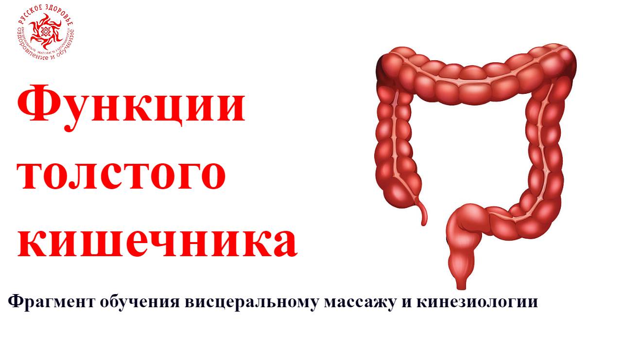 Функции толстого кишечника. Фрагмент обучения висцеральному массажу и кинезиологии.