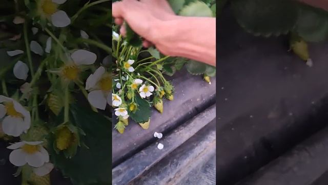 6 апреля 2024 .Клубника Сальвия ,теплица. смотреть онлайн