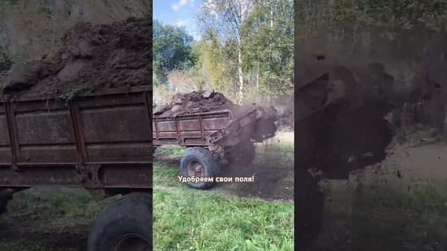 Чистим навоз, РТП разбрасывает #герефорд #навоз #чистк? смотреть онлайн