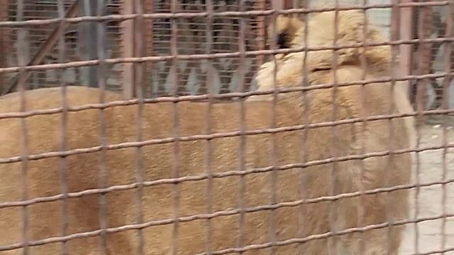 Милейшая поклонница Шерхана подарила львёнку красивы