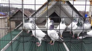 Молодые голуби Будапештские высоколетные спорт направления