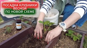ПОСАДКА КЛУБНИКИ ВЕСНОЙ ПО НОВОЙ СХЕМЕ: УРОЖАЙ В ПЕРВЫЙ ГОД  - ЭТО РЕАЛЬНО