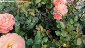 Каоликазали - невероятная японская розочка