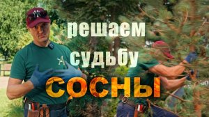 Реабилитация угнетенной сосны с Андреем Тихомировым