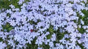 ФЛОКС шиловидный перестал цвести?Разбираем ОШИБКИ пл?