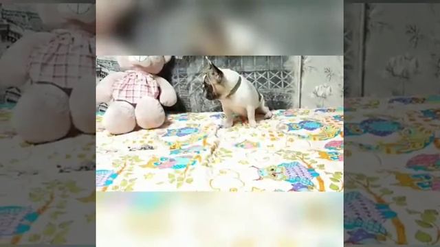 Померанский шпиц смотреть онлайн