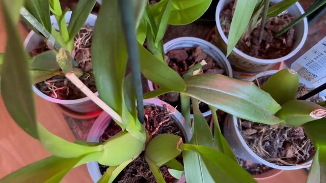 Неприхотливые растение. смотреть онлайн