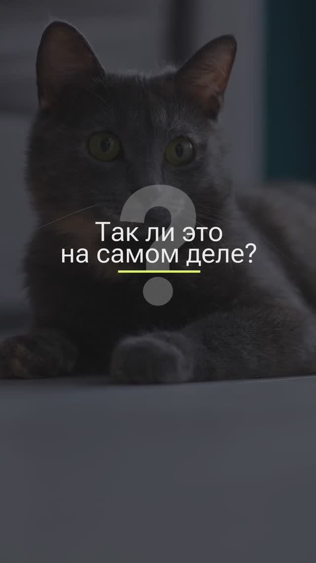 ВСЕ КОТЫ АКТИВНЫ НОЧЬЮ!