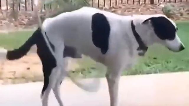 собака крутит обруч 👍😂😂😂👍