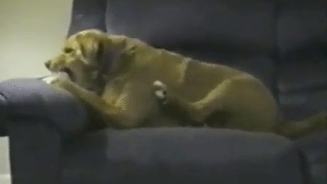 Когда лапа хочет забрать еду! смотреть онлайн