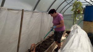 ВЫСАЖИВАЮ ТОМАТЫ И ПЕРЦЫ В ТЕПЛИЦУ.ЧТО Я КЛАДУ В ЛУНКУ ДЛЯ УСПЕШНОГО ВЫРАЩИВАНИЯ ОВОЩЕЙ