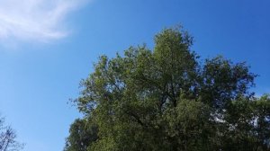Пение Курского соловья