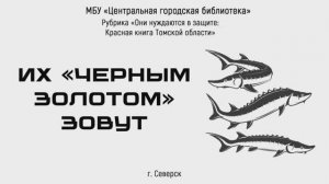 Видеоролик  «Их «черным золотом» зовут» про сибирского осётра (12+)