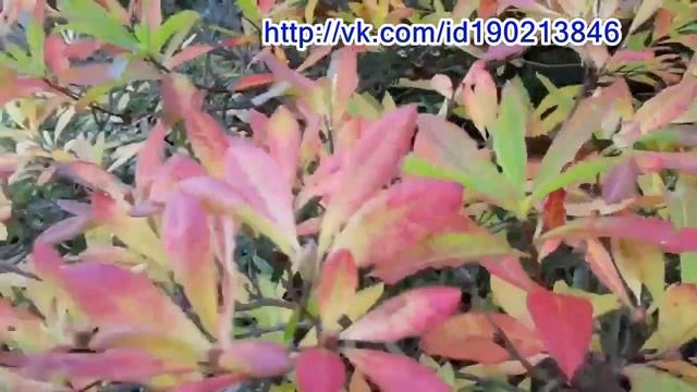 21.10.24г. Пробежка по саду. О рододендронах осенью. смотреть онлайн