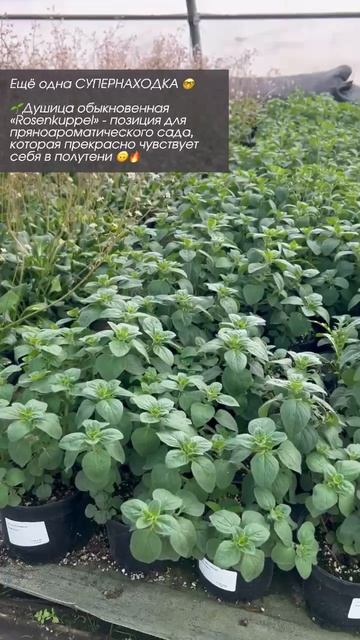 Душица обыкновенная «Rosenkuppel» 🙃🔥