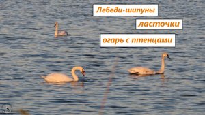 На воде и над водой: лебеди-шипуны молодые и взрослые, ласточки, птенцы огаря и сам огарь