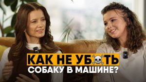 Лежанки и автокресла для собак — как выбрать? Советы, ошибки, уход. Автогамак для собак