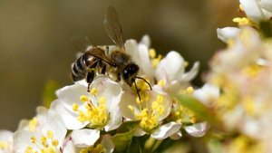 20 мая — Всемирный день пчел: история и традиции праздника