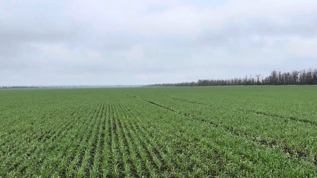 Озимая пшеница . Урожай 2025. смотреть онлайн